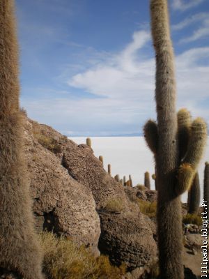 Les cactus de la Isla