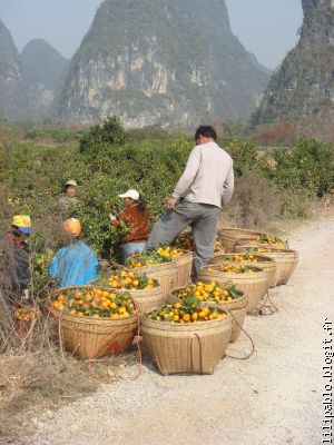 La recolte des mandarines - La cosecha de las mandarinas